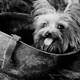 Ilustración para el artículo titulado Cómo un pequeño Yorkshire Terrier salvó a 250 soldados y se convirtió en héroe de la Segunda Guerra Mundial